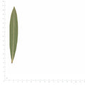 Pressed Oleander Leaves specimens beside a metric ruler, retaining their original shape and botanical colors