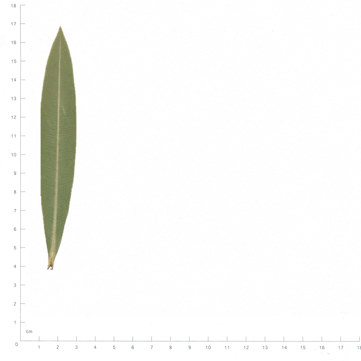 Pressed Oleander Leaves specimens beside a metric ruler, retaining their original shape and botanical colors