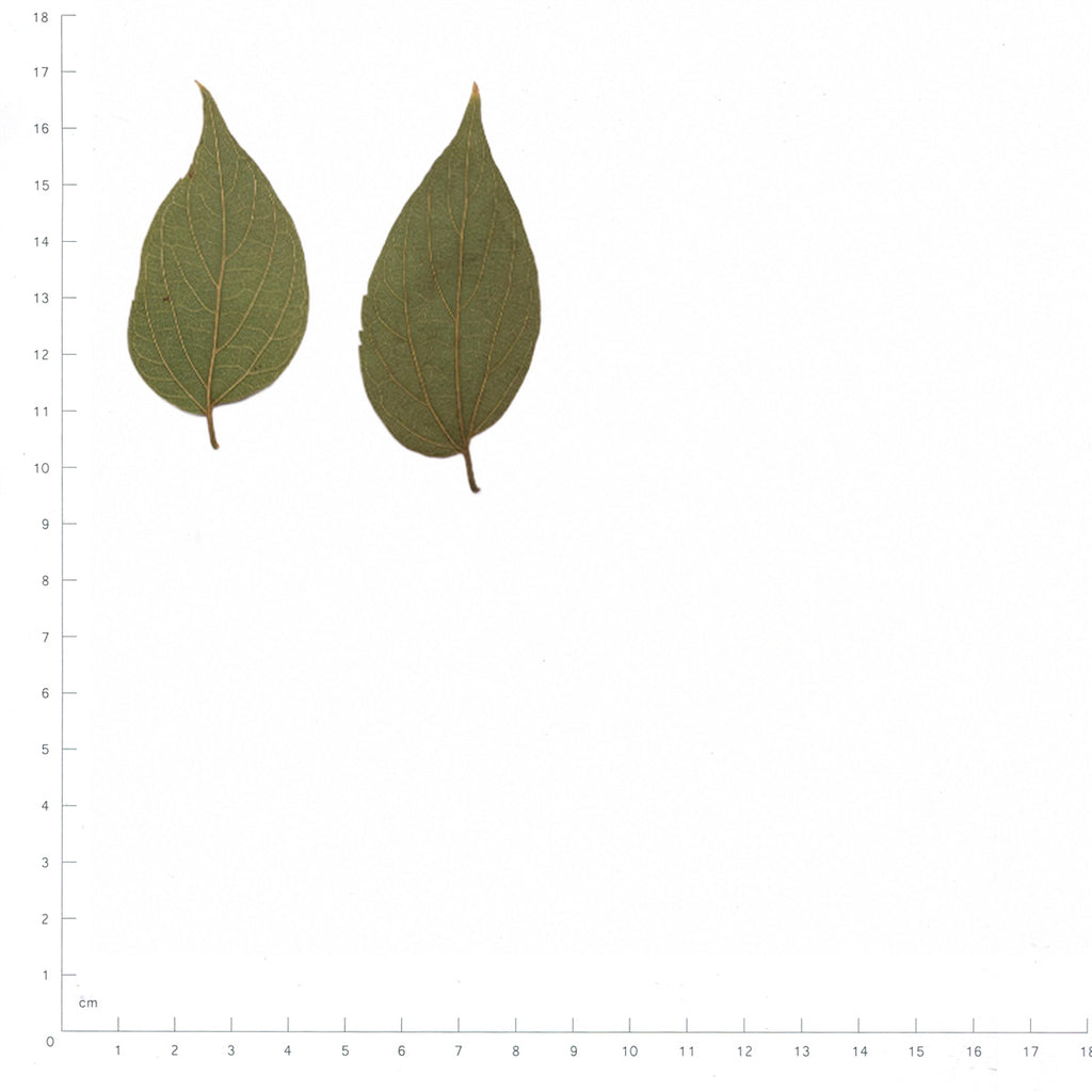 Pressed Hackberry Leaves specimens beside a metric ruler, retaining their original shape and botanical colors