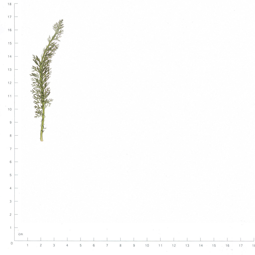 Pressed Yarrow Leaves specimens beside a metric ruler, retaining their original shape and botanical colors