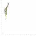 Pressed Yarrow Leaves specimens beside a metric ruler, retaining their original shape and botanical colors