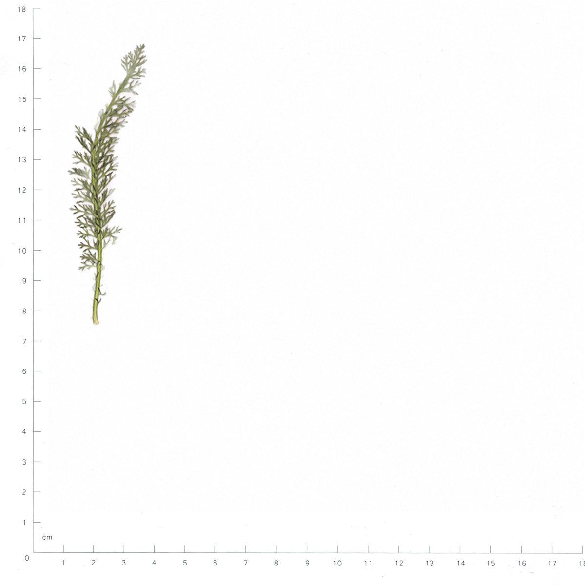 Pressed Yarrow Leaves specimens beside a metric ruler, retaining their original shape and botanical colors
