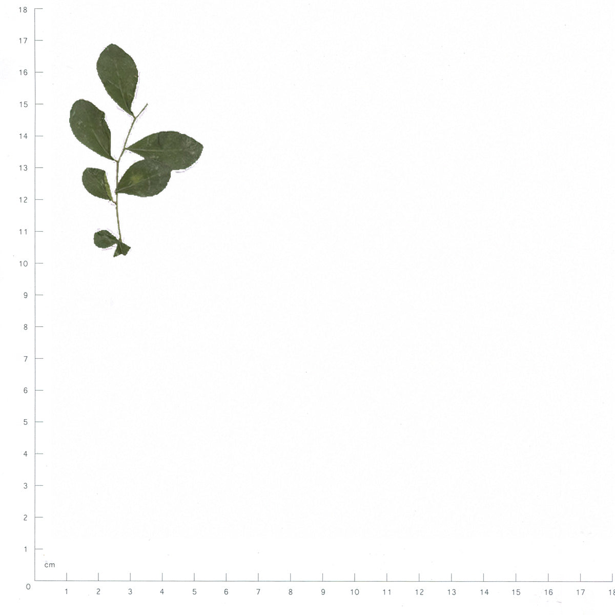 Pressed Orange Jasmine specimens beside a metric ruler, retaining their original shape and botanical colors