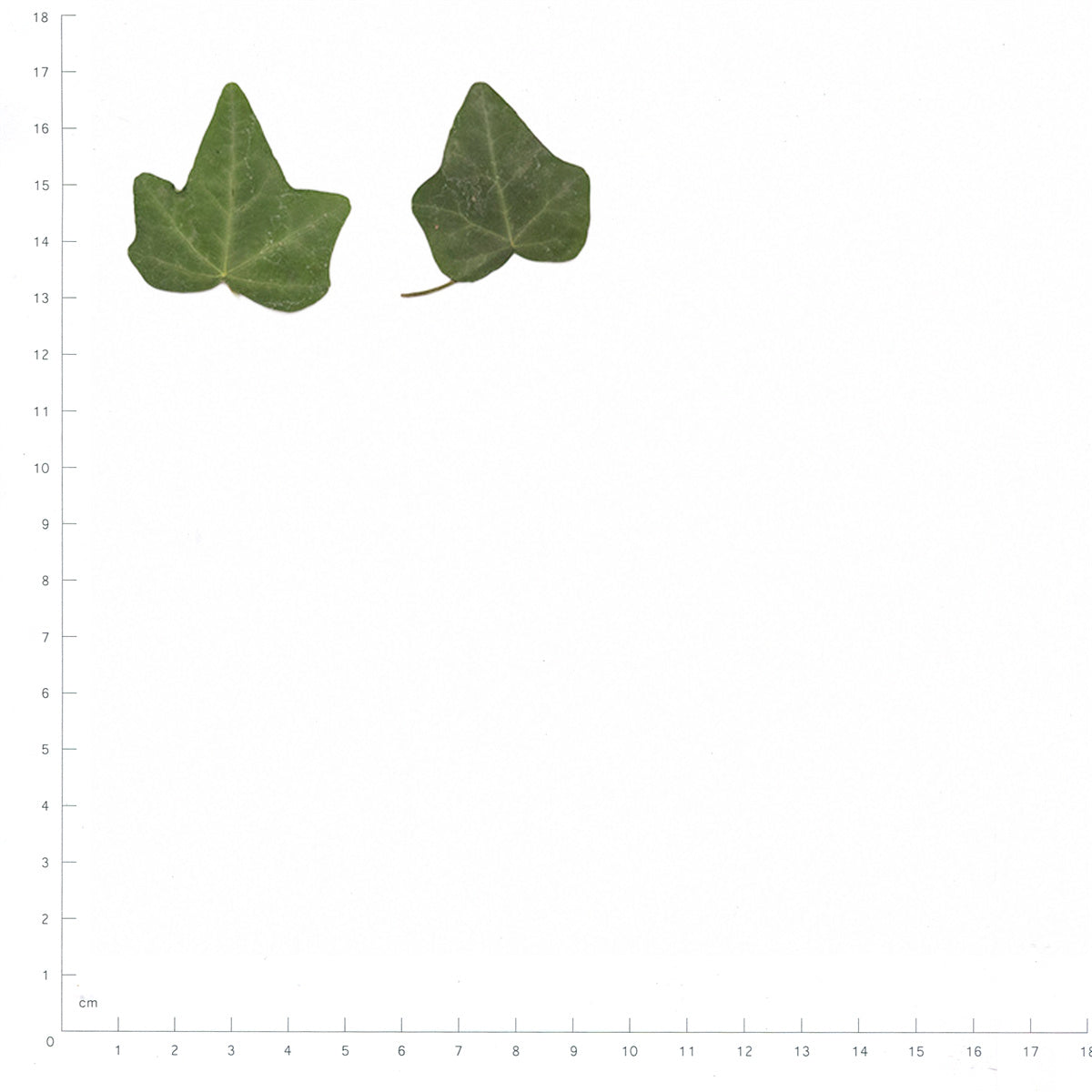 Pressed Ivy Leaves specimens beside a metric ruler, retaining their original shape and botanical colors