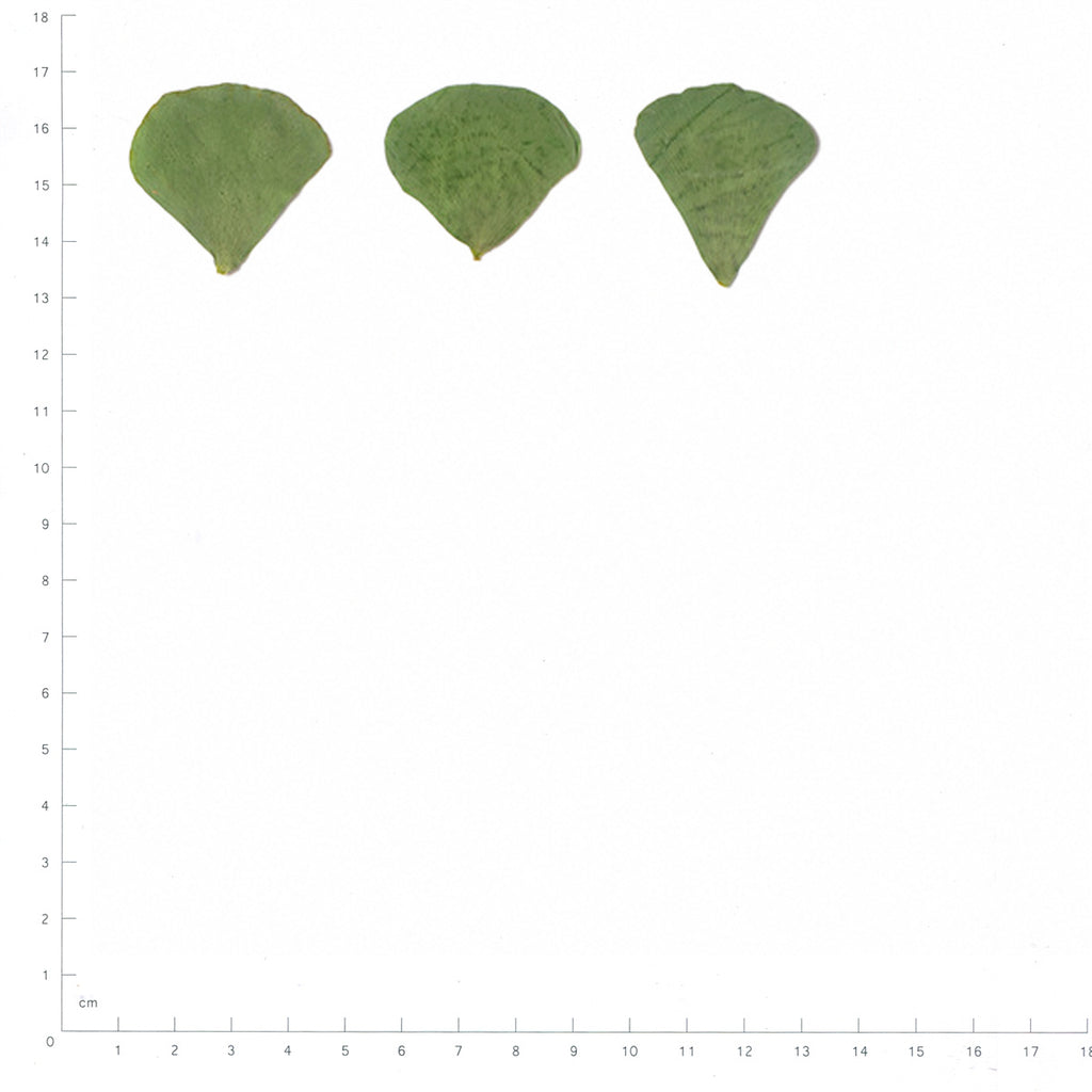 Pressed Clover Leaflets specimens beside a metric ruler, retaining their original shape and botanical colors