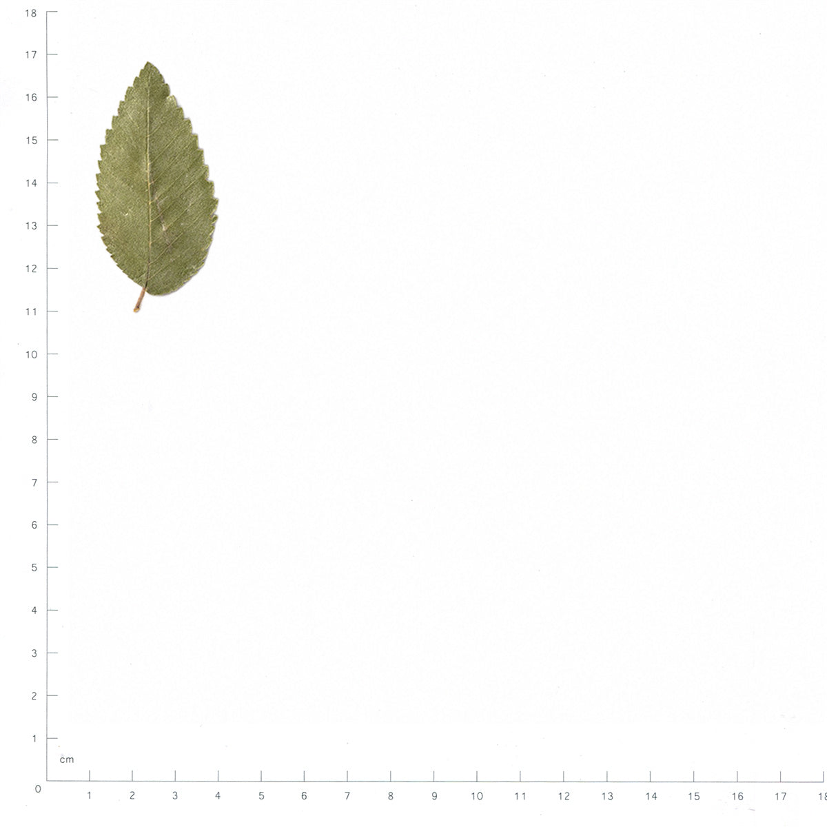 Pressed Elm Leaves specimens beside a metric ruler, retaining their original shape and botanical colors