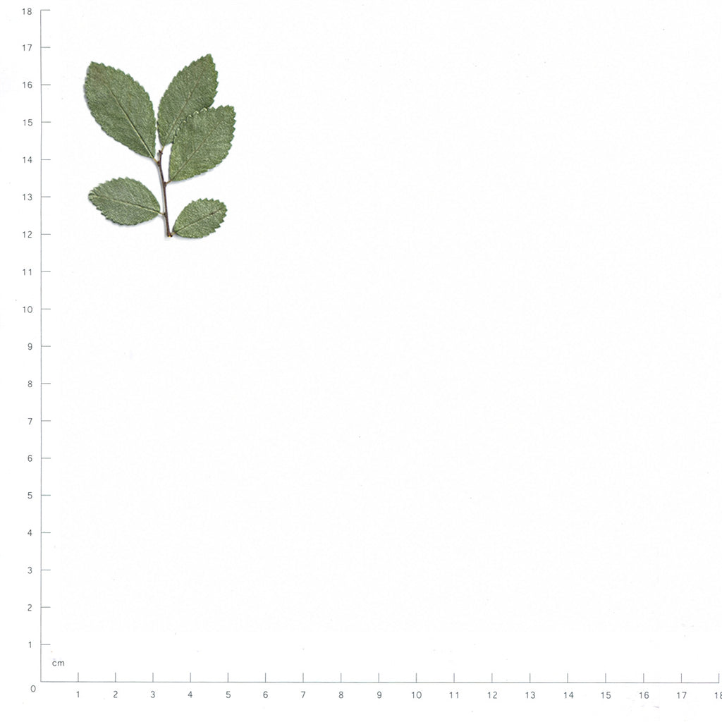 Pressed Elm specimens beside a metric ruler, retaining their original shape and botanical colors