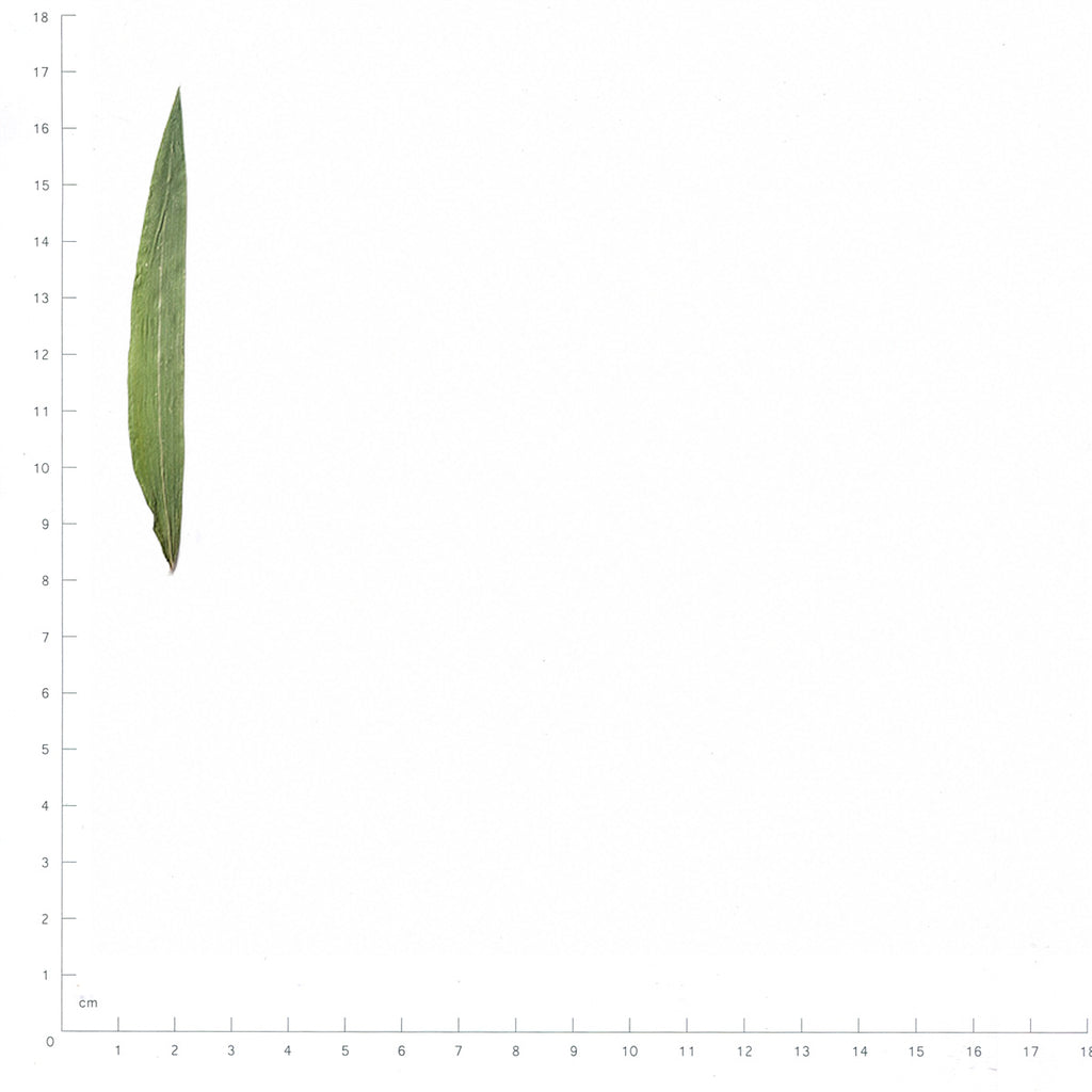 Pressed Bamboo Leaves specimens beside a metric ruler, retaining their original shape and botanical colors