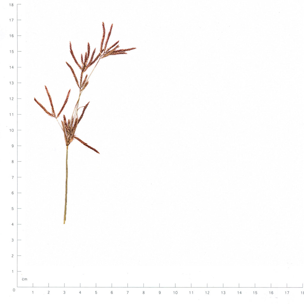Pressed Nutsedge specimens beside a metric ruler, retaining their original shape and botanical colors
