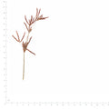 Pressed Nutsedge specimens beside a metric ruler, retaining their original shape and botanical colors
