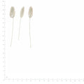 Pressed Rabbit Tail Grass specimens beside a metric ruler, retaining their original shape and botanical colors