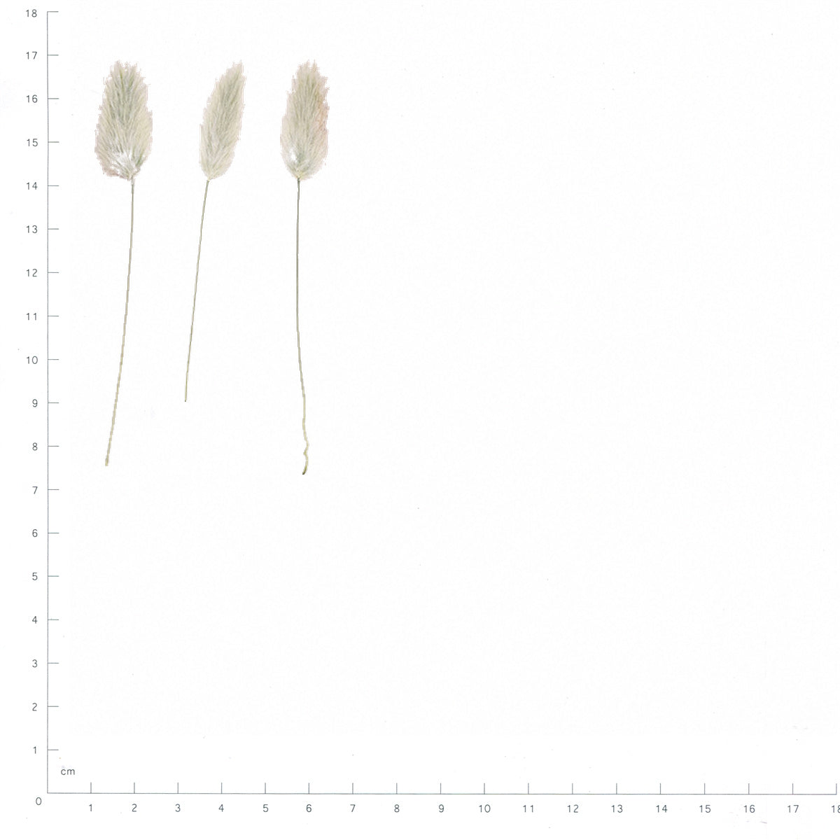 Pressed Rabbit Tail Grass specimens beside a metric ruler, retaining their original shape and botanical colors