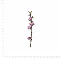 Pressed Flowering Almond flowers with stems in their original botanical color beside a metric ruler