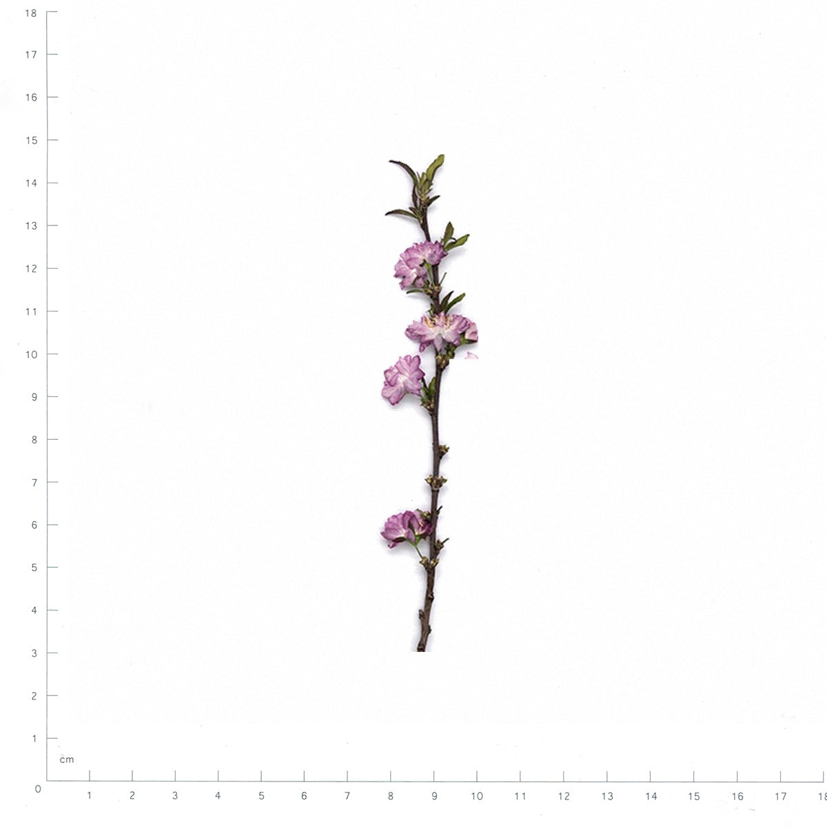 Pressed Flowering Almond flowers with stems in their original botanical color beside a metric ruler