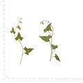 Pressed Morning Glory foliage sprigs in their original botanical color beside a metric ruler