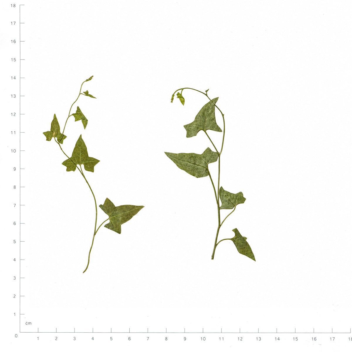 Pressed Morning Glory foliage sprigs in their original botanical color beside a metric ruler