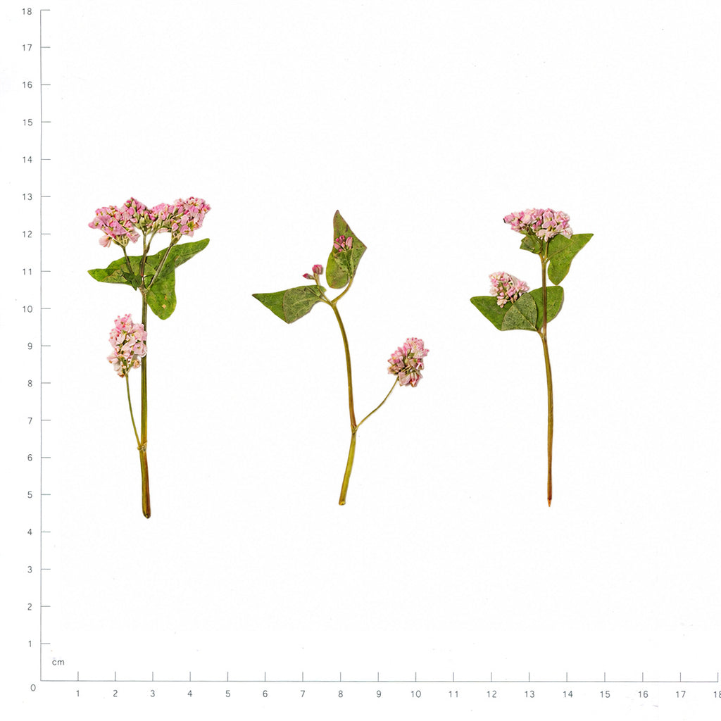 Pressed Buckwheat flowers with stems in their original botanical color beside a metric ruler