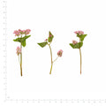 Pressed Buckwheat flowers with stems in their original botanical color beside a metric ruler