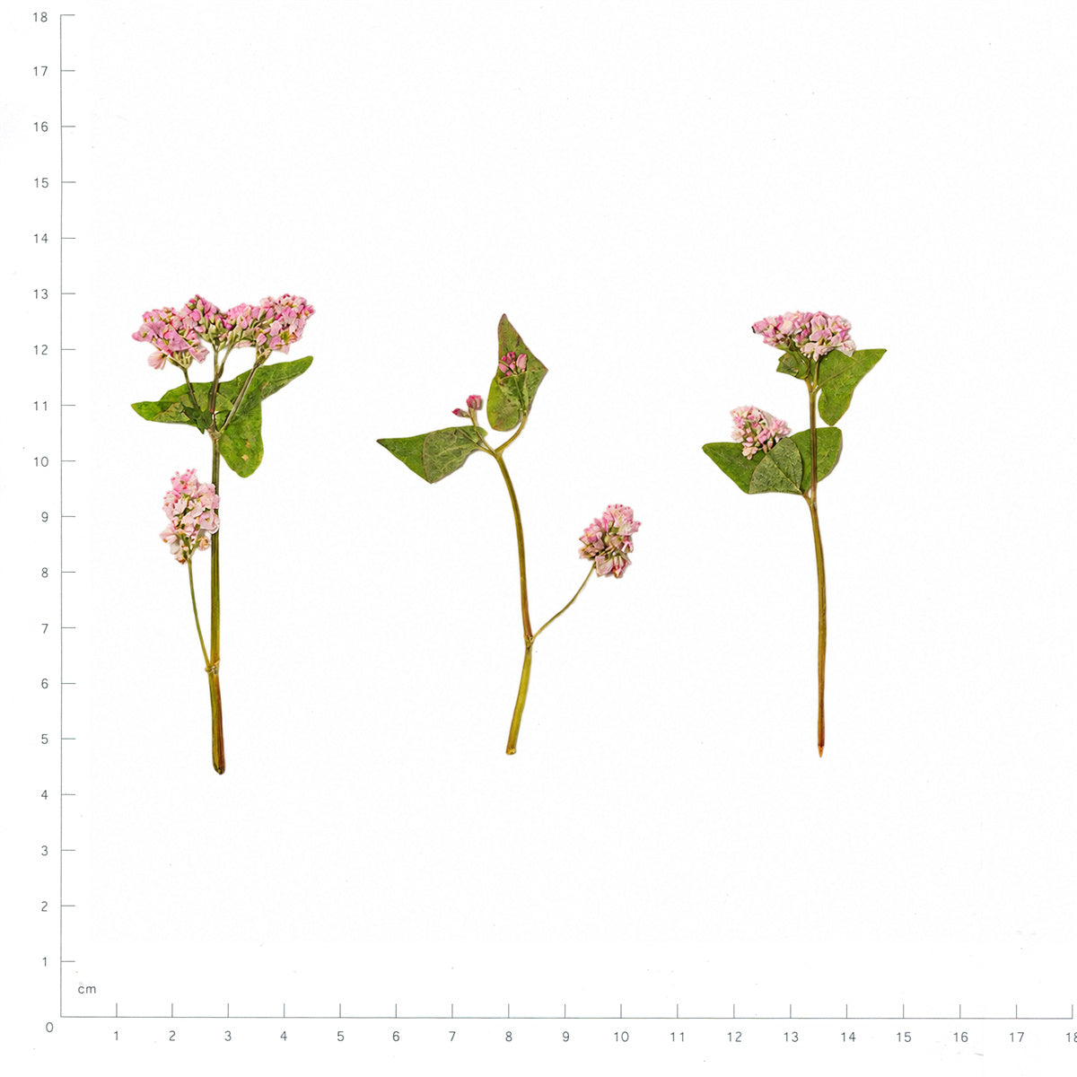 Pressed Buckwheat flowers with stems in their original botanical color beside a metric ruler
