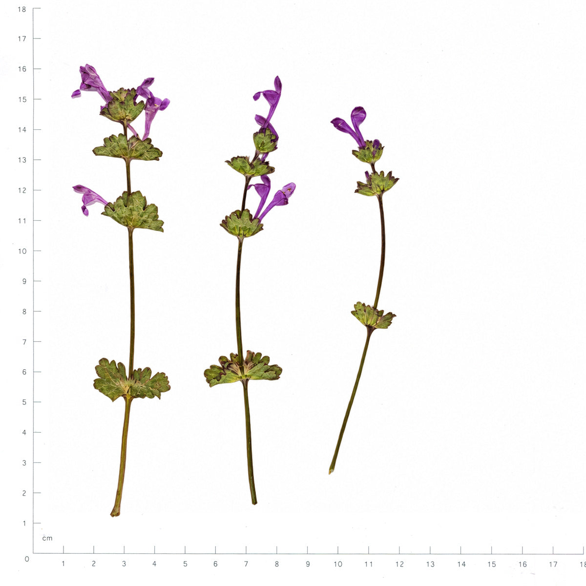 Pressed Henbit flowers with stems in their original botanical color beside a metric ruler