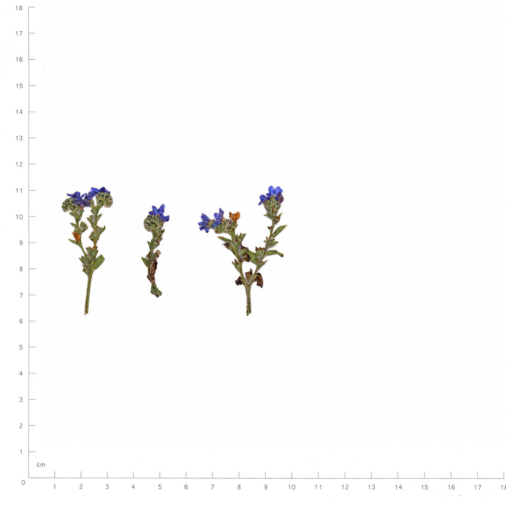 Pressed Cape Alkanet flowers with stems in their original botanical color beside a metric ruler