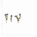 Pressed Cape Alkanet flowers with stems in their original botanical color beside a metric ruler