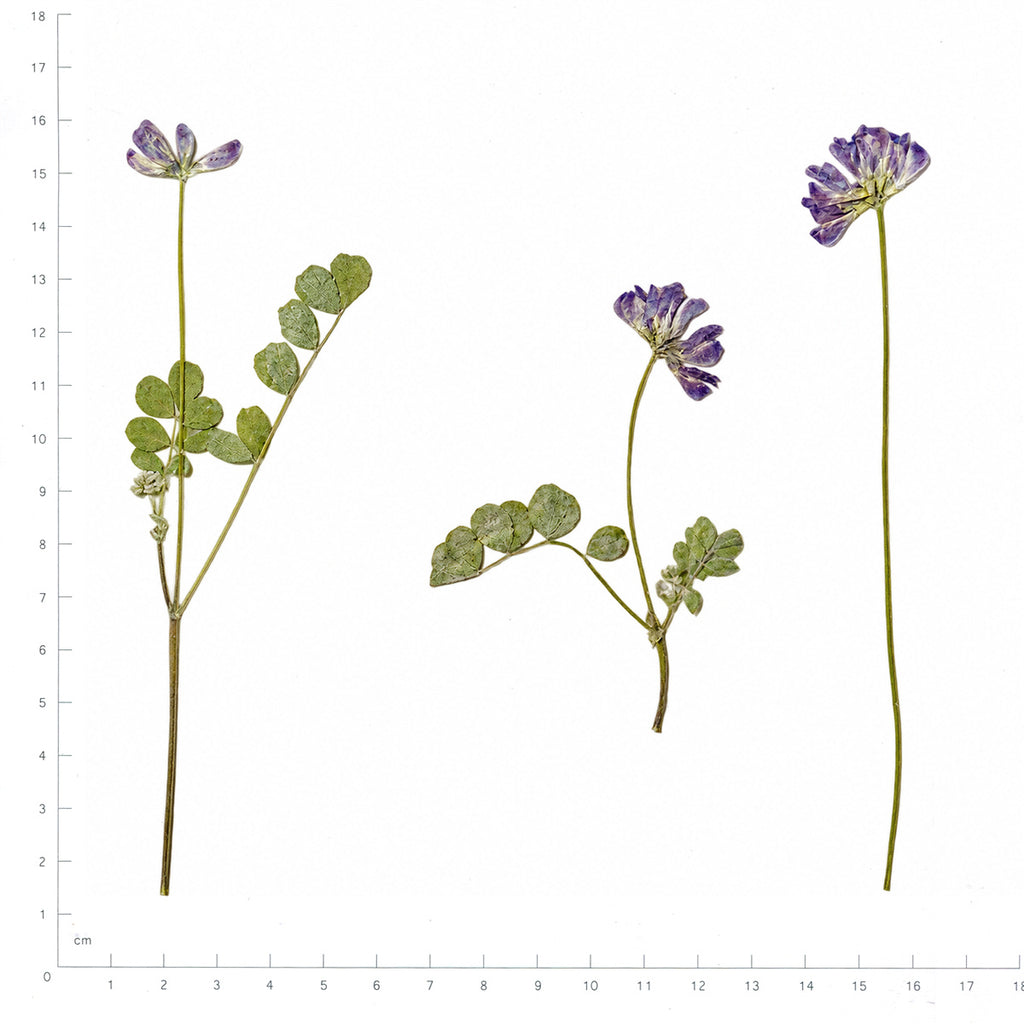 Pressed Chinese Milk Vetch flowers with stems in their original botanical color beside a metric ruler