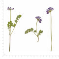 Pressed Chinese Milk Vetch flowers with stems in their original botanical color beside a metric ruler