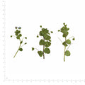 Pressed Speedwell flowers with stems in their original botanical color beside a metric ruler