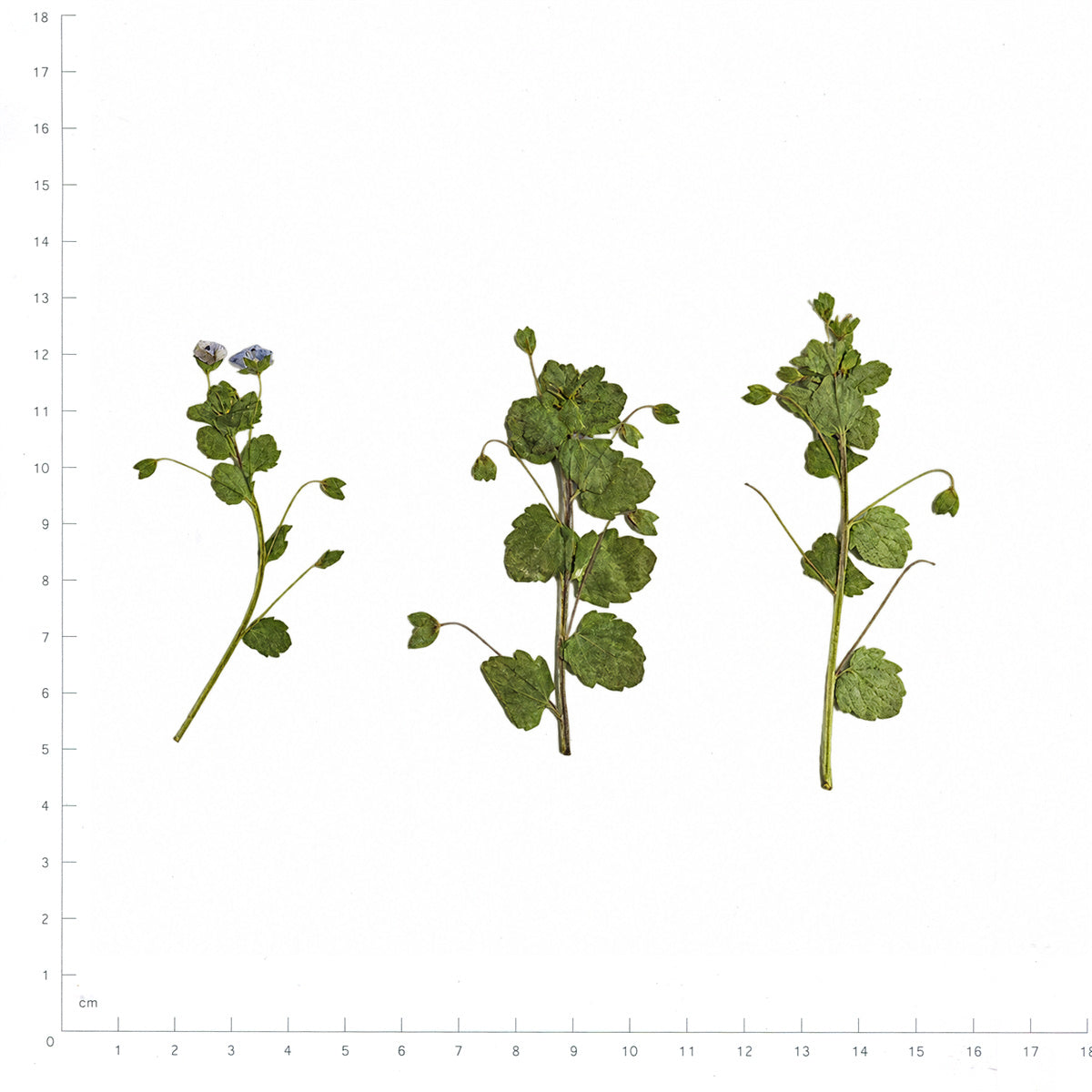 Pressed Speedwell flowers with stems in their original botanical color beside a metric ruler