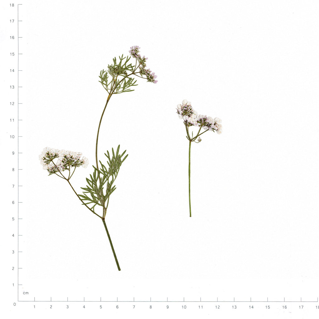 Pressed Coriander flowers with stems in their original botanical color beside a metric ruler
