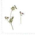 Pressed Coriander flowers with stems in their original botanical color beside a metric ruler