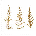 Pressed Sumac flowers with stems in their original botanical color beside a metric ruler