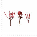 Pressed Ixora flowers with stems in their original botanical color beside a metric ruler