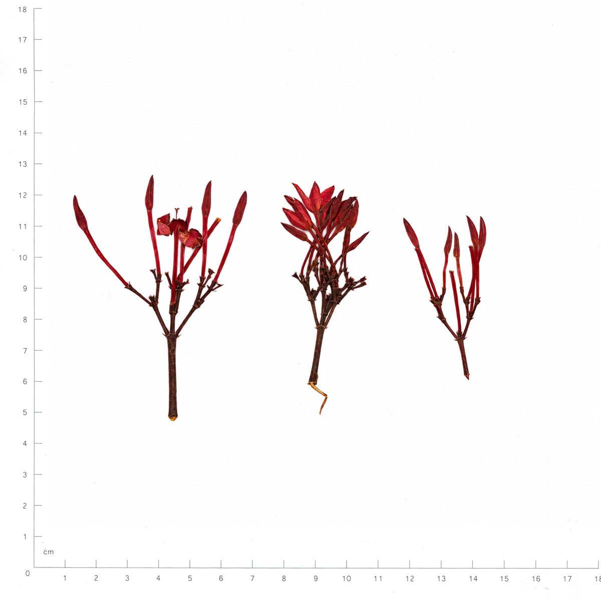 Pressed Ixora flowers with stems in their original botanical color beside a metric ruler