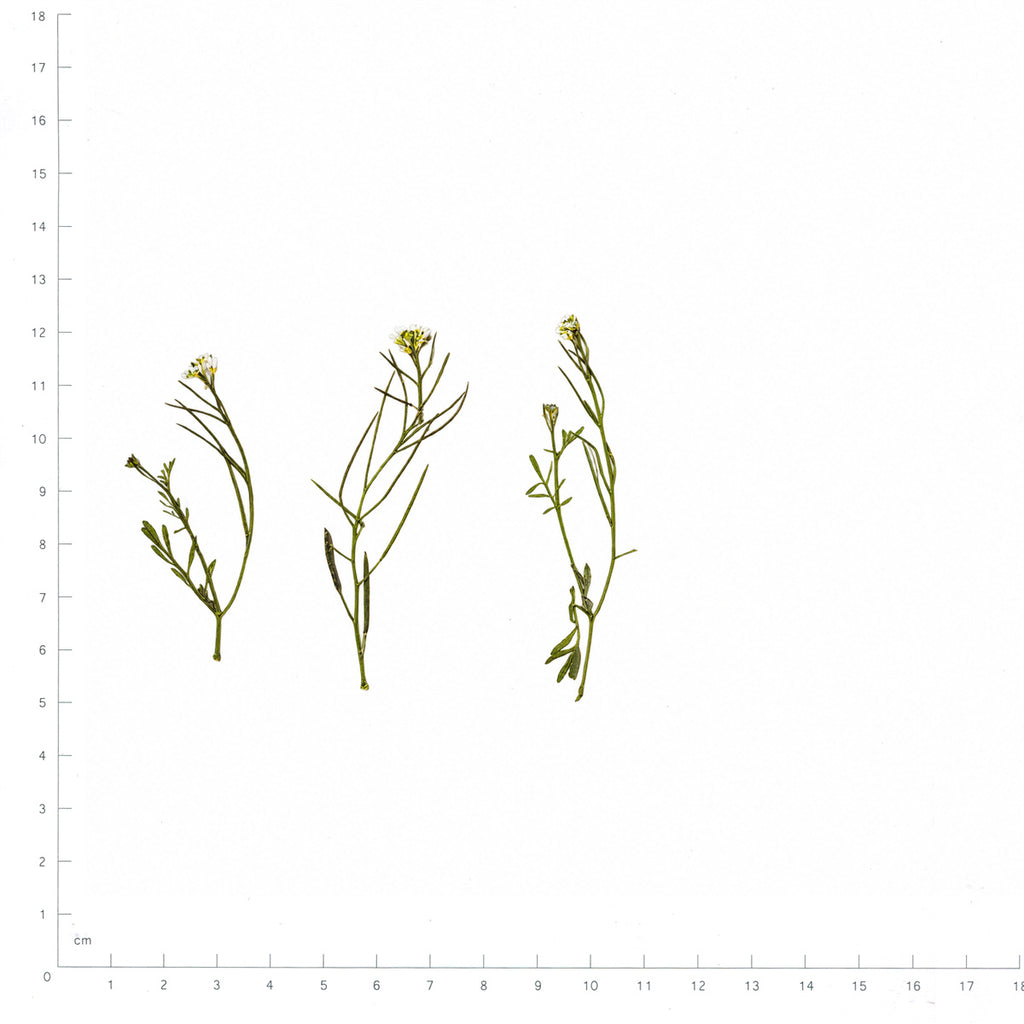 Pressed Bittercress flowers with stems in their original botanical color beside a metric ruler