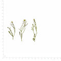 Pressed Bittercress flowers with stems in their original botanical color beside a metric ruler