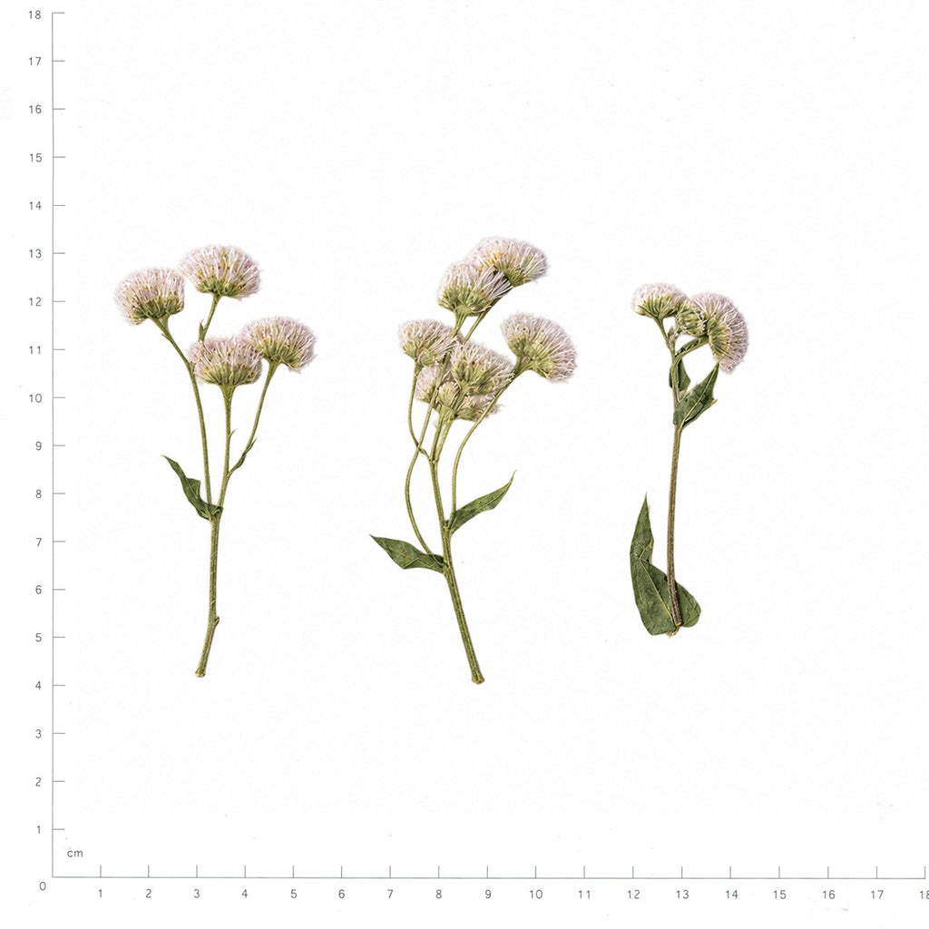 Pressed Fleabane flowers with stems in their original botanical color beside a metric ruler