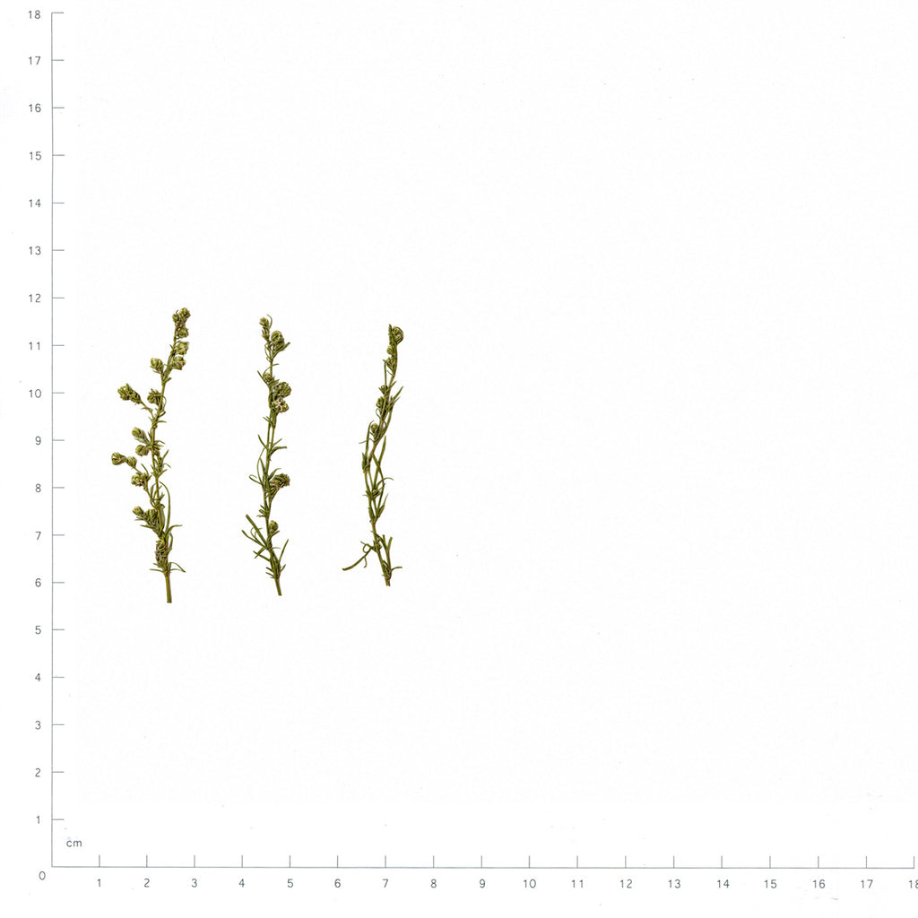 Pressed Artemisia flowers with stems in their original botanical color beside a metric ruler