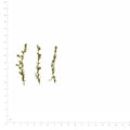 Pressed Artemisia flowers with stems in their original botanical color beside a metric ruler