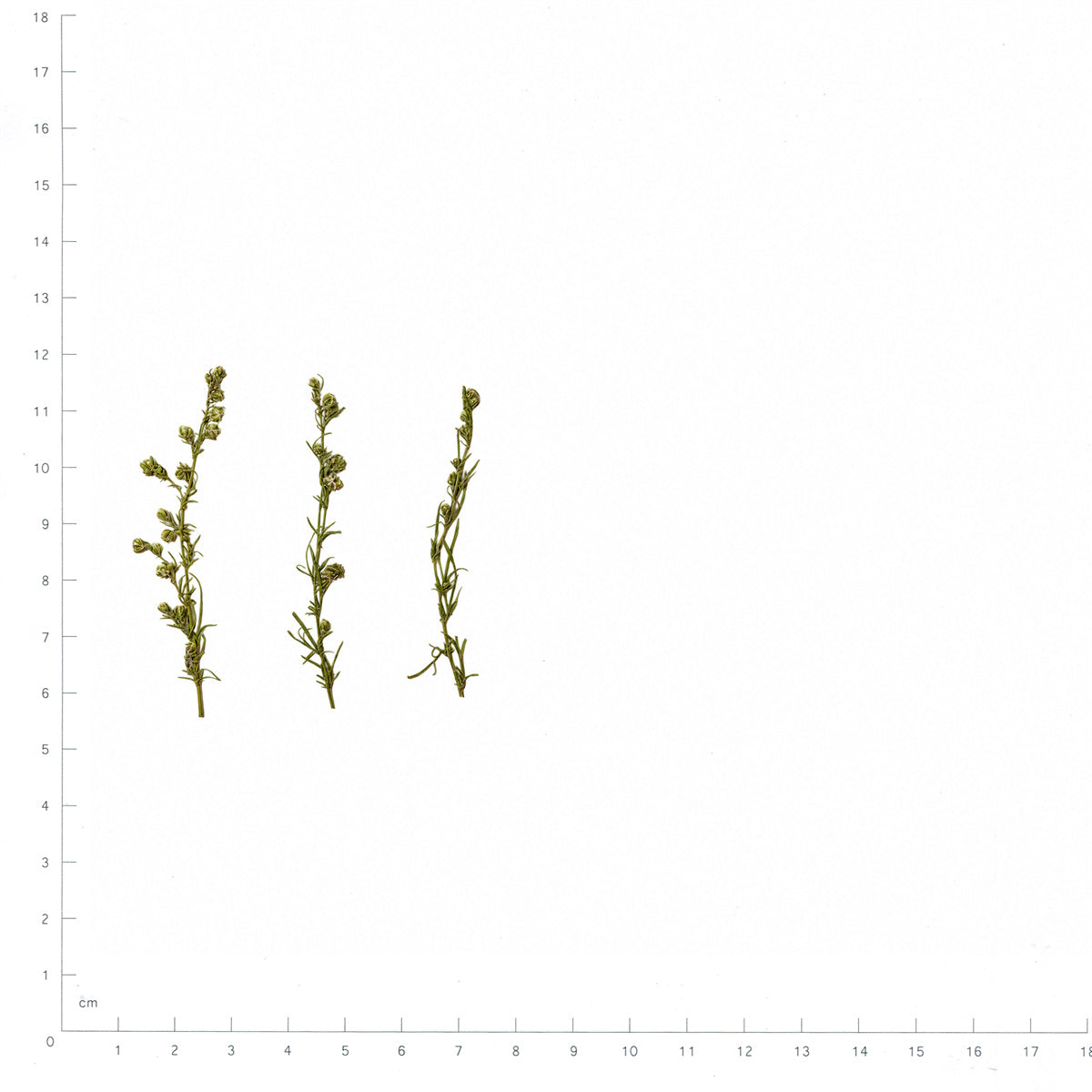 Pressed Artemisia flowers with stems in their original botanical color beside a metric ruler