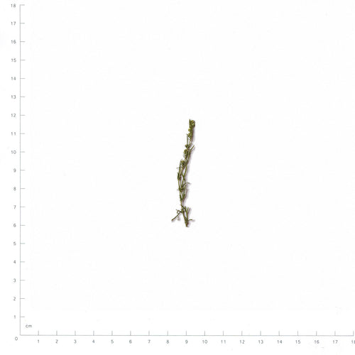 Pressed Artemisia flowers with stems in their original botanical color beside a metric ruler