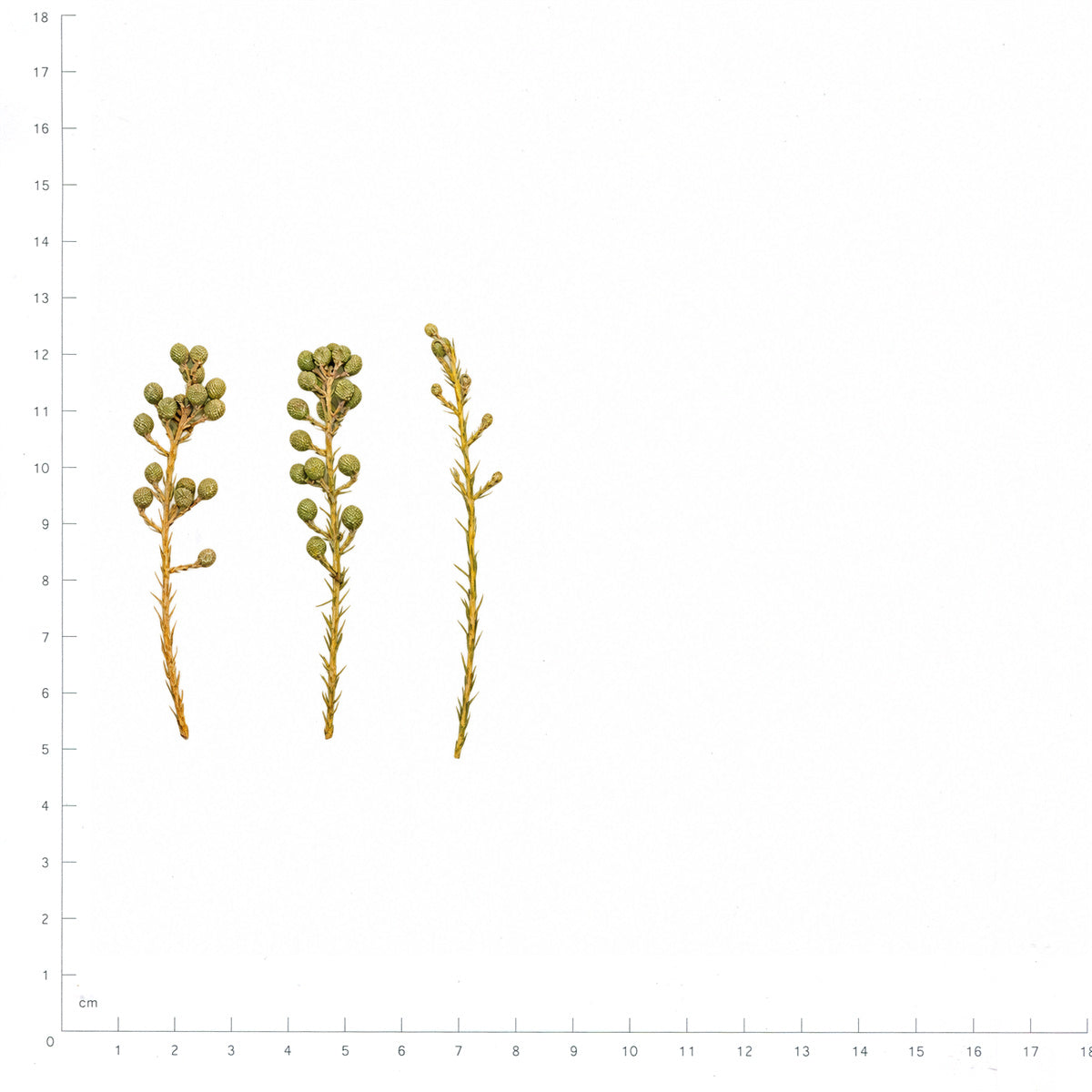 Pressed Brunia flowering sprigs in their original botanical color beside a metric ruler