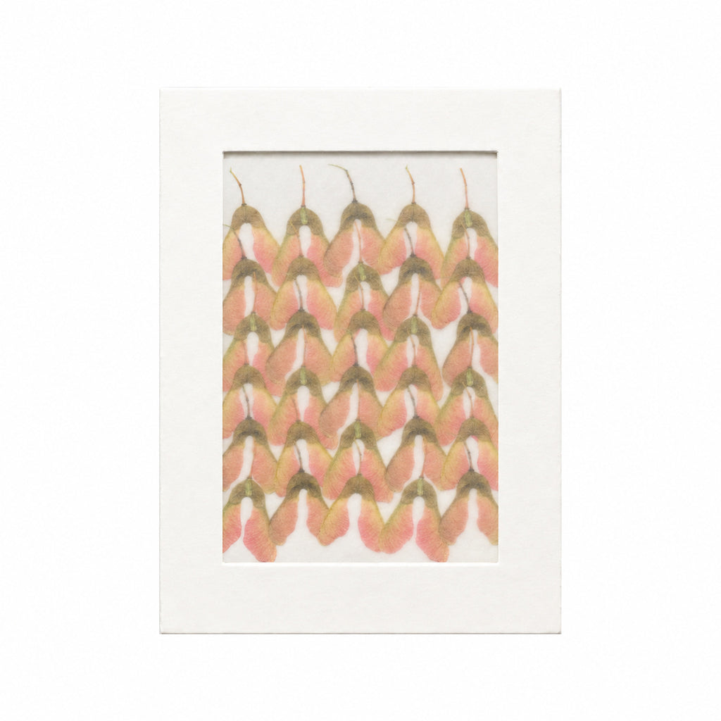 Pressed Maple Seeds, Pink and Green, 30 pieces in white kraft packaging beneath translucent tracing paper