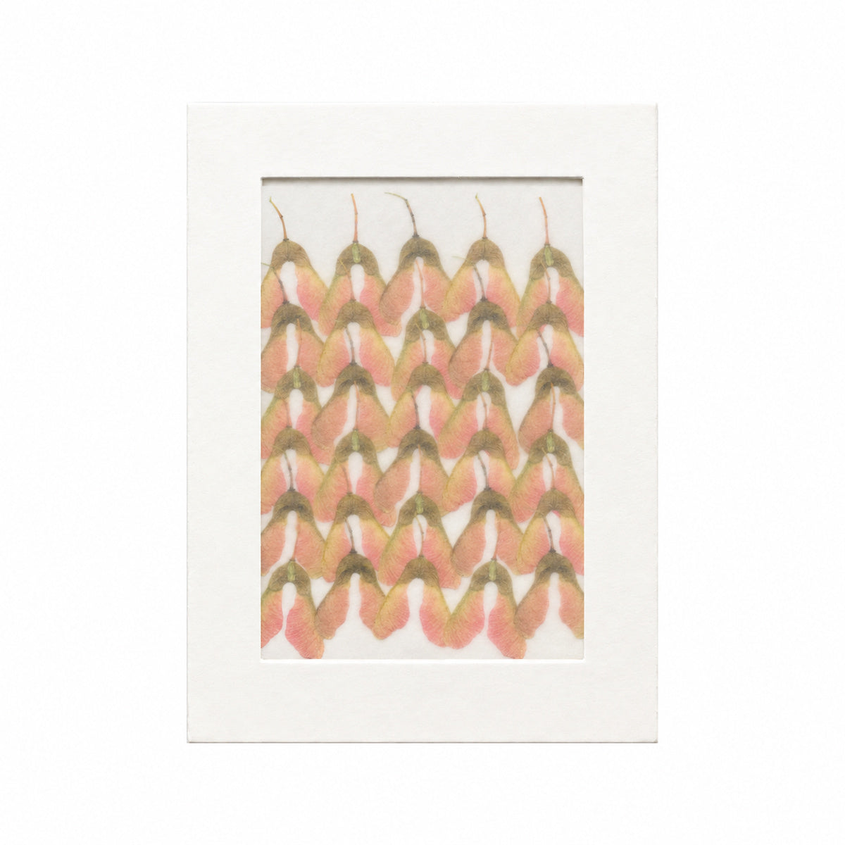 Pressed Maple Seeds, Pink and Green, 30 pieces in white kraft packaging beneath translucent tracing paper