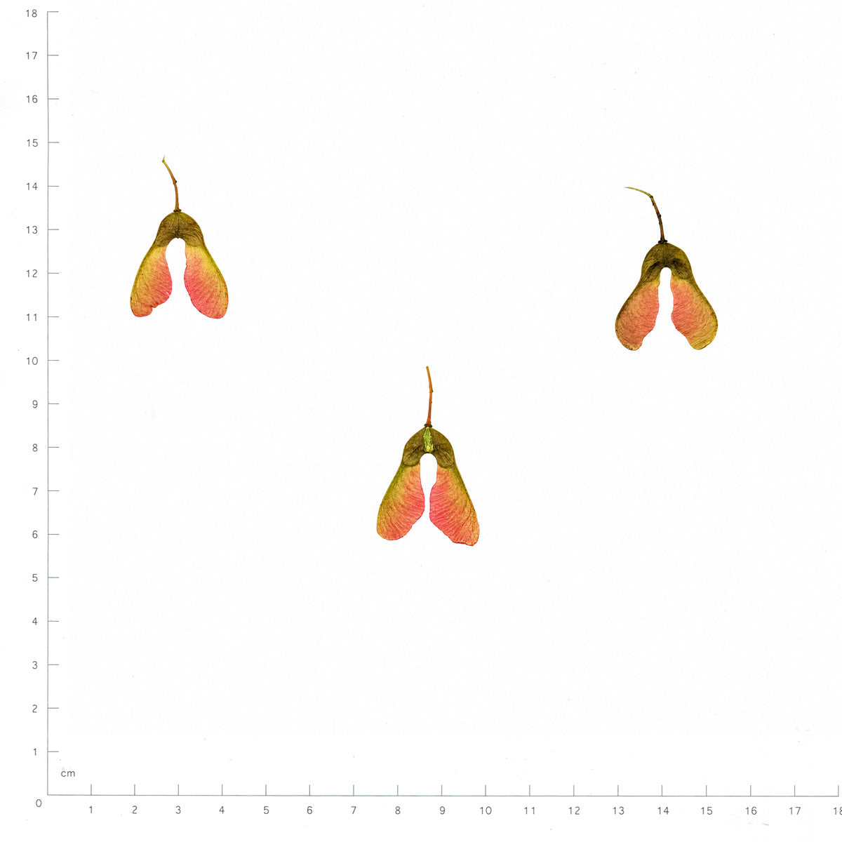 Pressed Maple Seeds, Pink and Green beside a 180 mm ruler