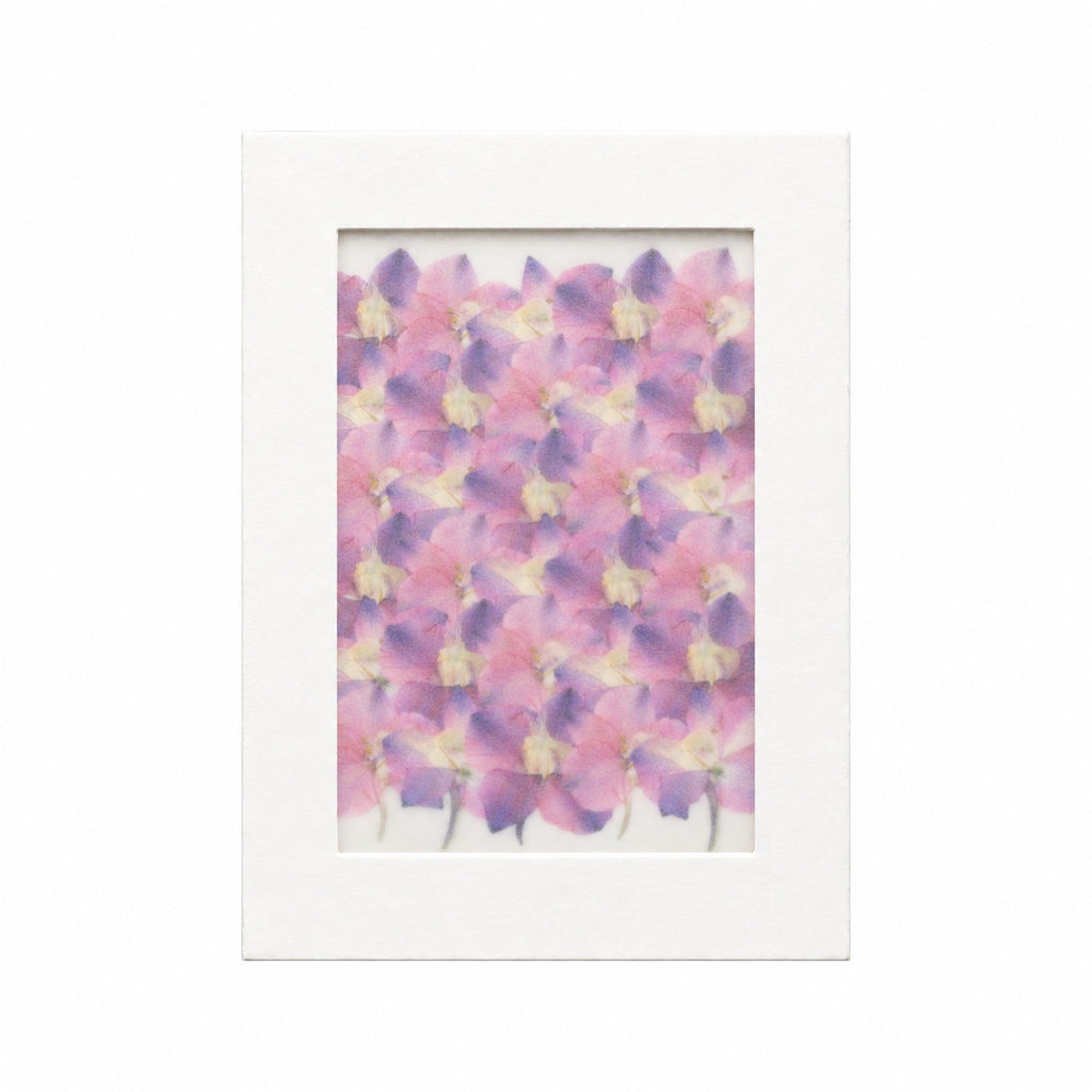 Pressed Flower Larkspur, Pink and Purple, 30 pieces in white kraft packaging beneath translucent tracing paper
