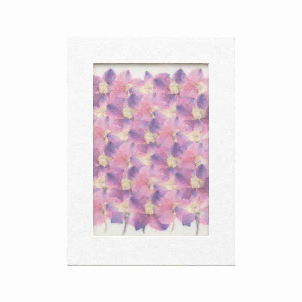 Pressed Flower Larkspur, Pink and Purple, 30 pieces in white kraft packaging beneath translucent tracing paper