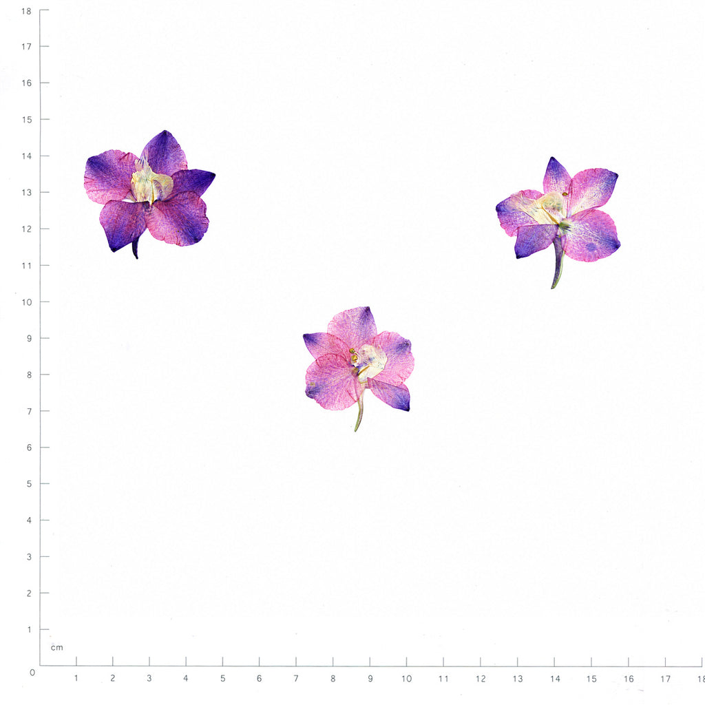 Pressed Flower Larkspur, Pink and Purple beside a 180 mm ruler