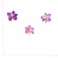 Pressed Flower Larkspur, Pink and Purple beside a 180 mm ruler